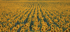 What to do on August holiday in Emilia-Romagna
