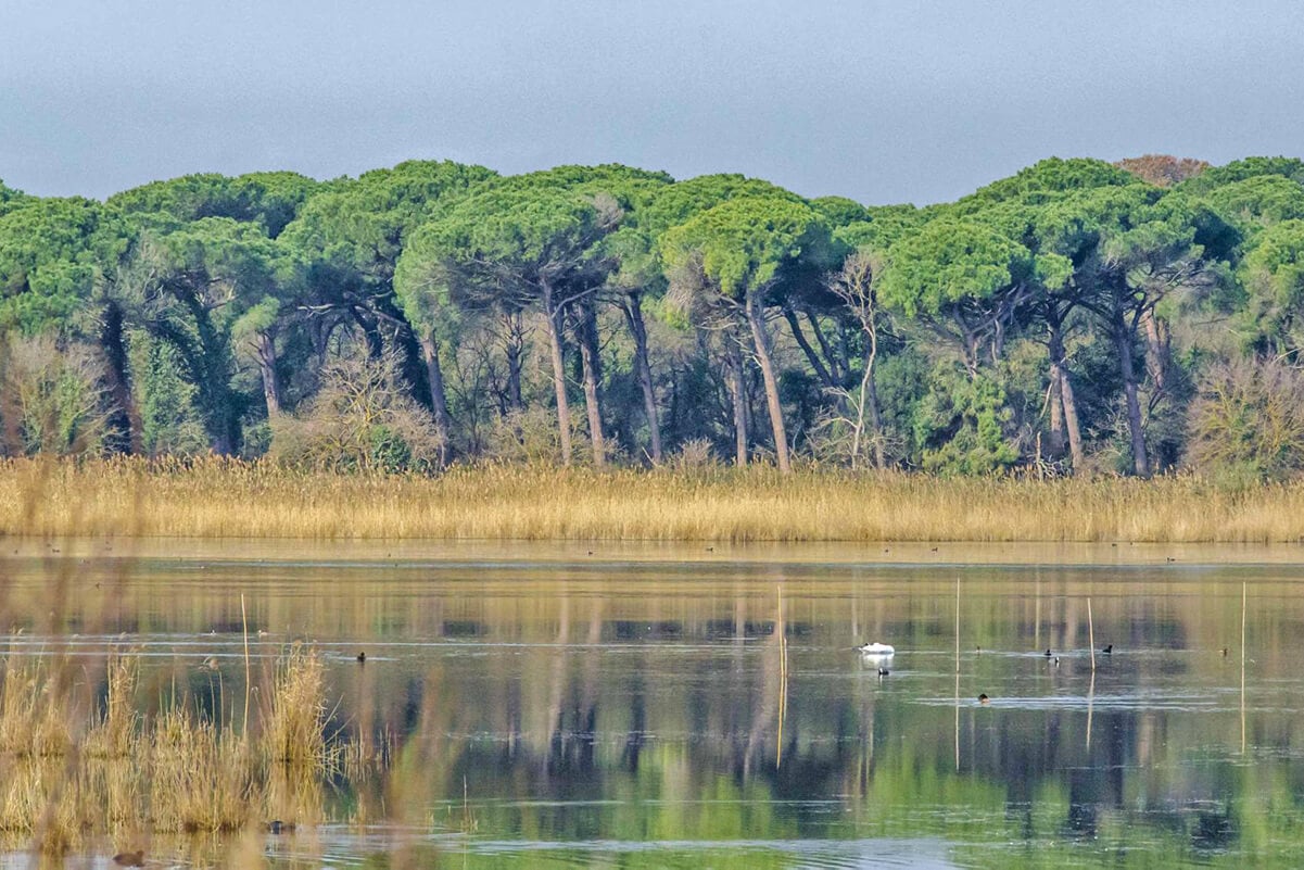 Ravenna, Pineta di San Vitale