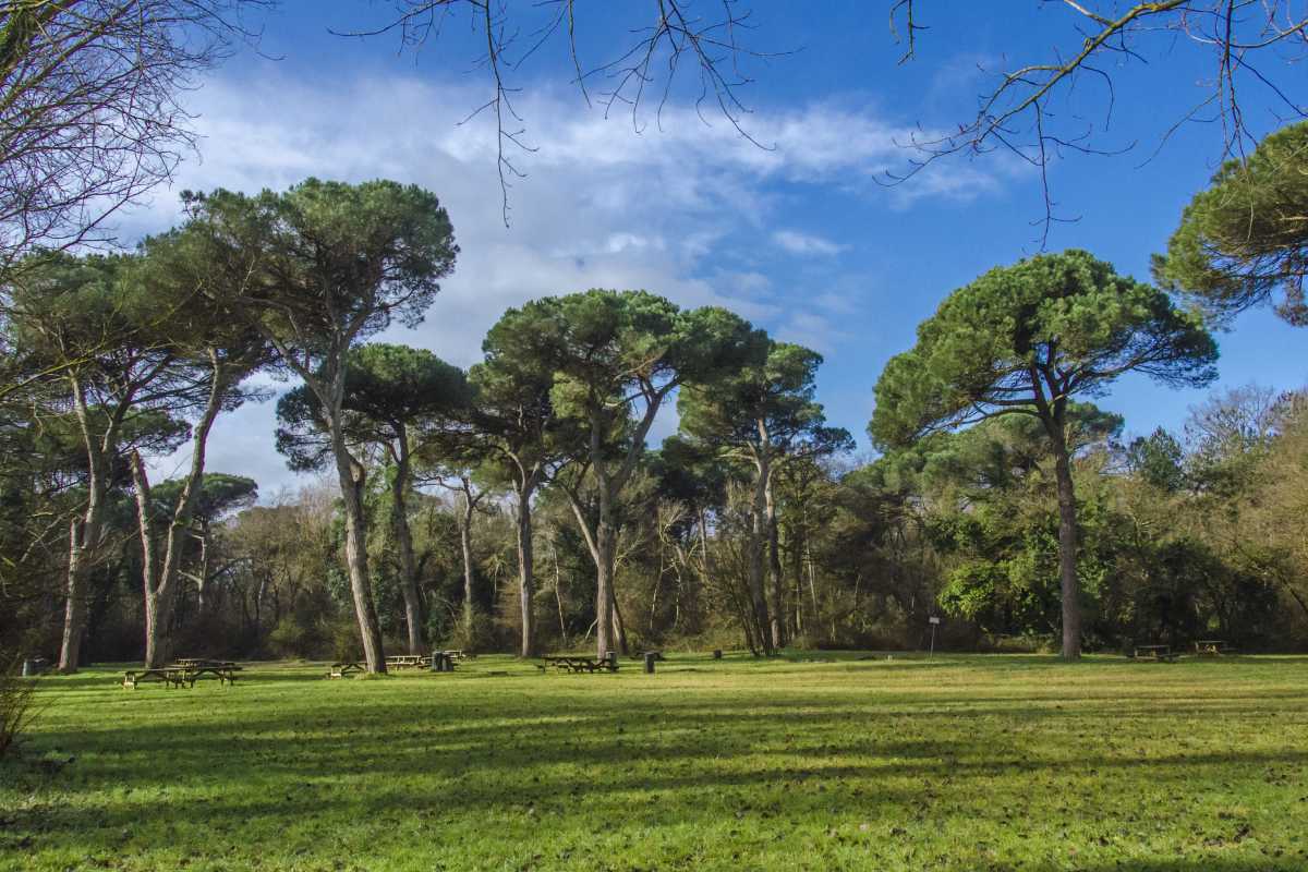 Ravenna, La Pineta di San Vitale