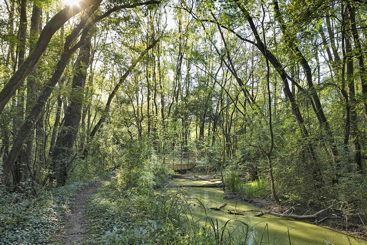 L’oasi di Punte Alberete (Ra) 