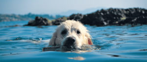 Pet-friendly beaches in Emilia-Romagna: Pet Proof Your Holidays