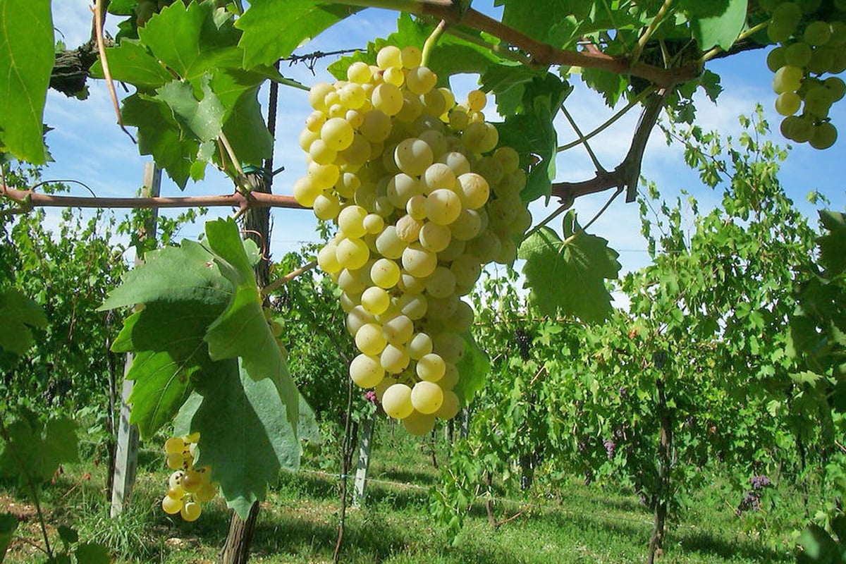 Vino Trebbiano