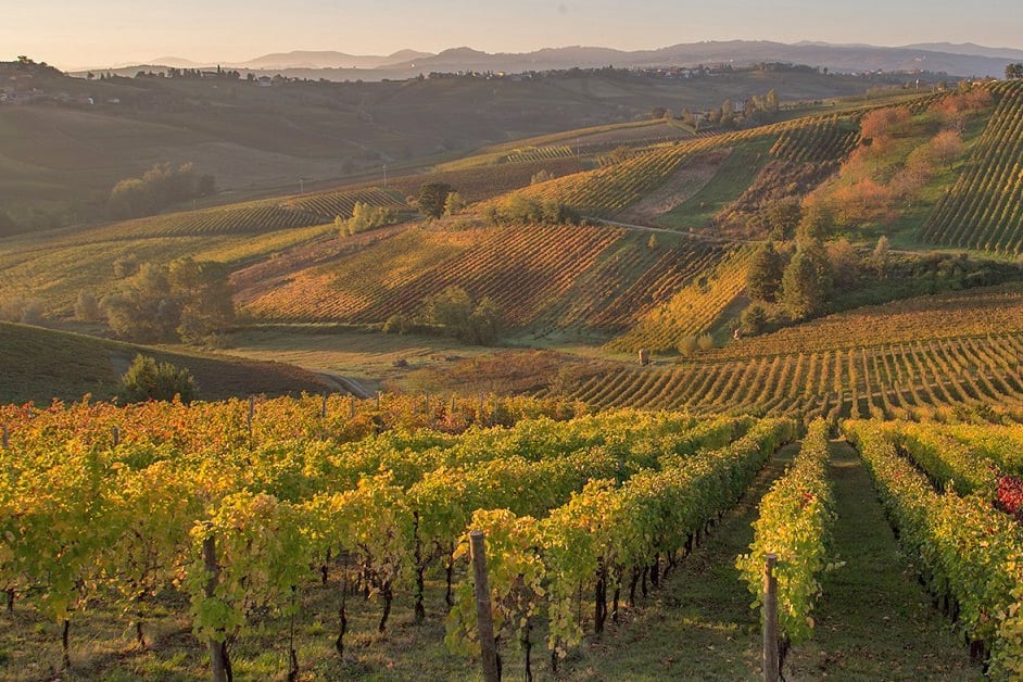 I vigneti della Val Tidone (Piacenza)