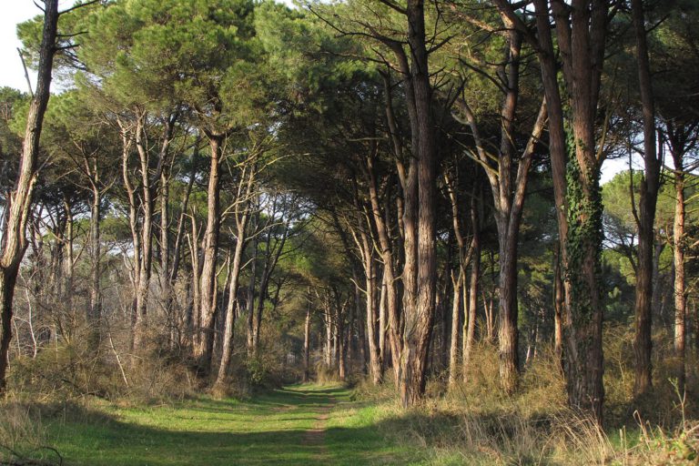 [Parlami di tER] Itinerari tra le Pinete di Ravenna