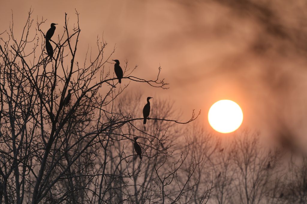 Foto Festival della Natura • Obiettivo Natura IV, Valli di Argenta ©Sergio Stignani