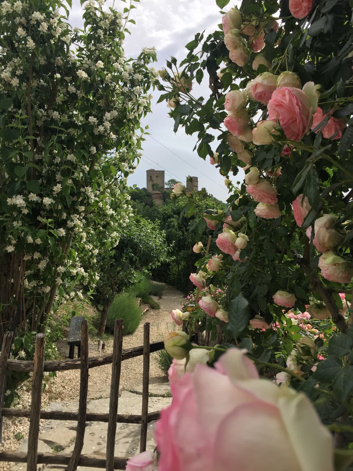 Castello di Gropparello, rosa Pierre de Ronsard