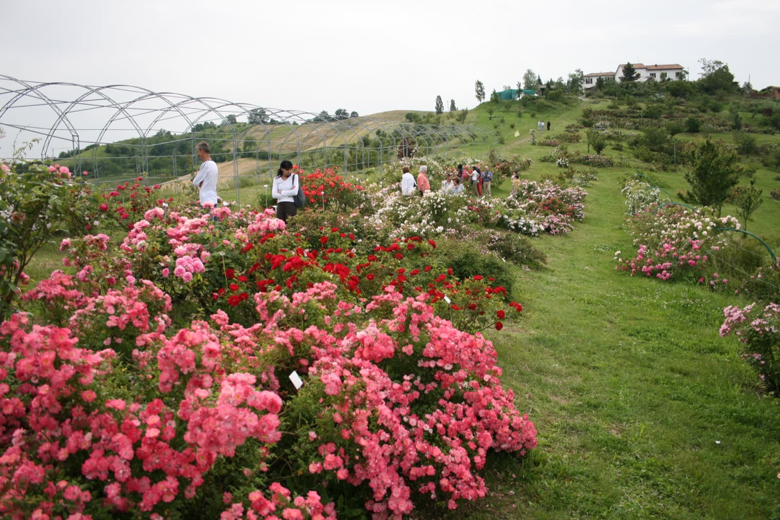 Museo della Rosa Antica Serramazzoni