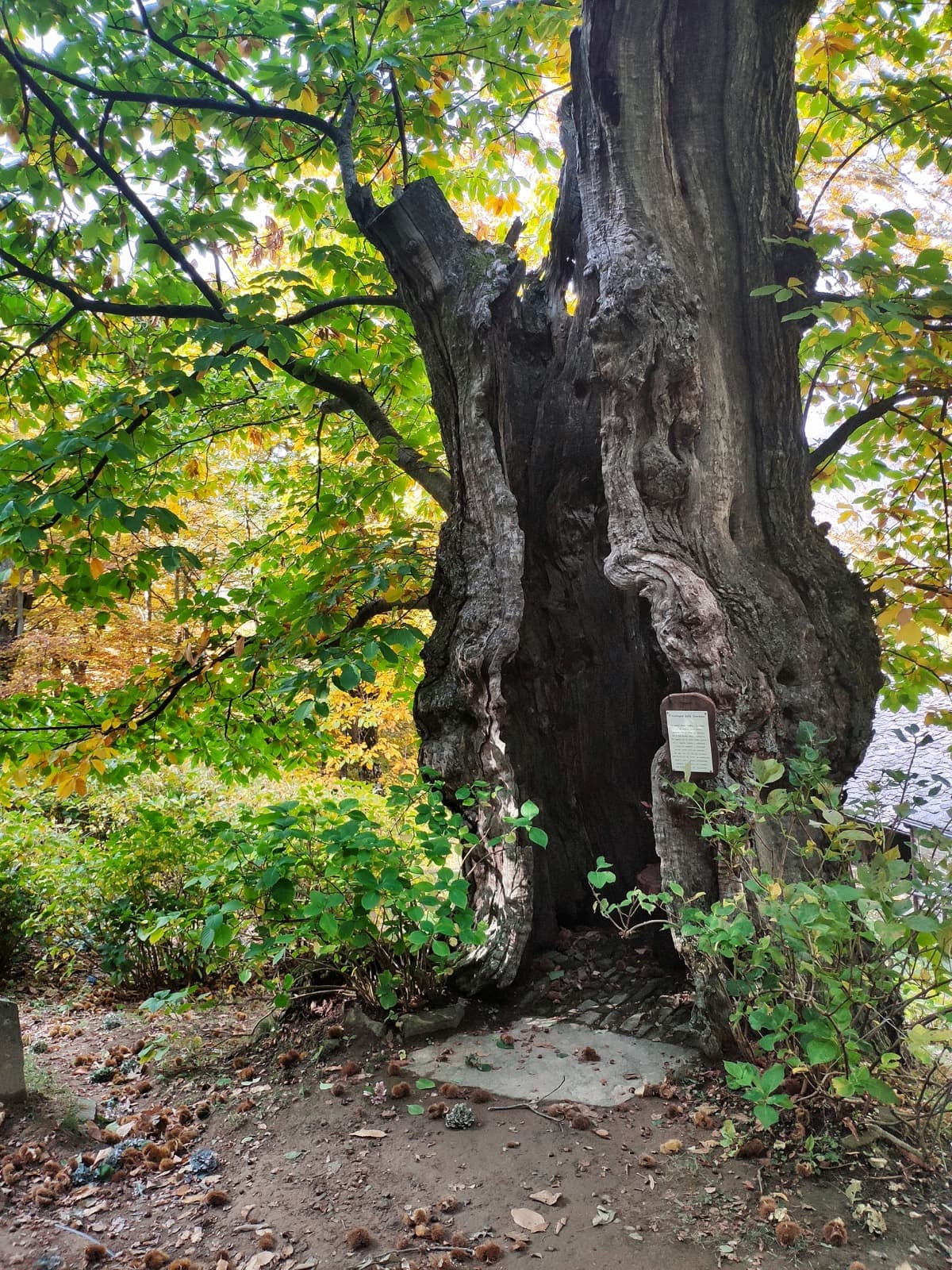 Tresana, castagno centenario Ph. Claudia Golinelli