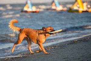 Pet-friendly beaches in Emilia-Romagna: Pet Proof Your Holidays