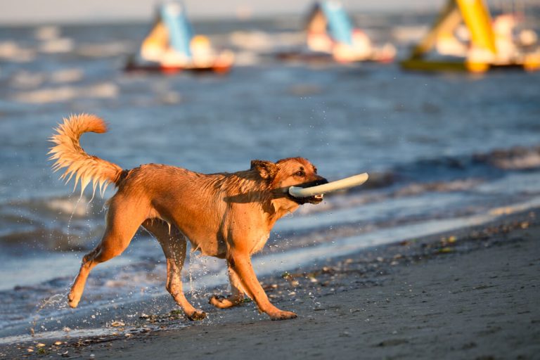 Pet-friendly beaches in Emilia-Romagna: Pet Proof Your Holidays