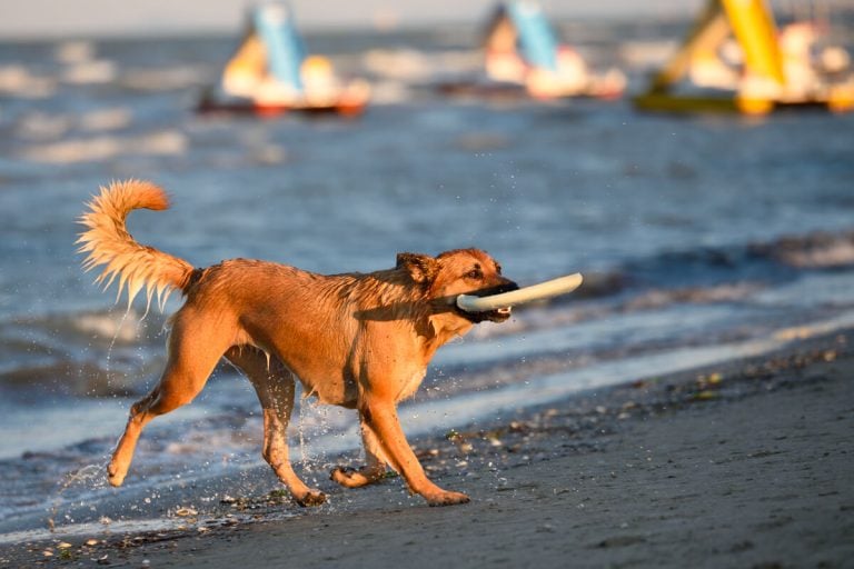 Spiagge Pet-Friendly in Emilia-Romagna: vacanze a prova di zampa