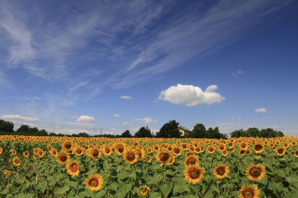 Albinea (RE), Campo di girasoli, ph. Comune di Albinea, CC_BY_NC_SA 3.0