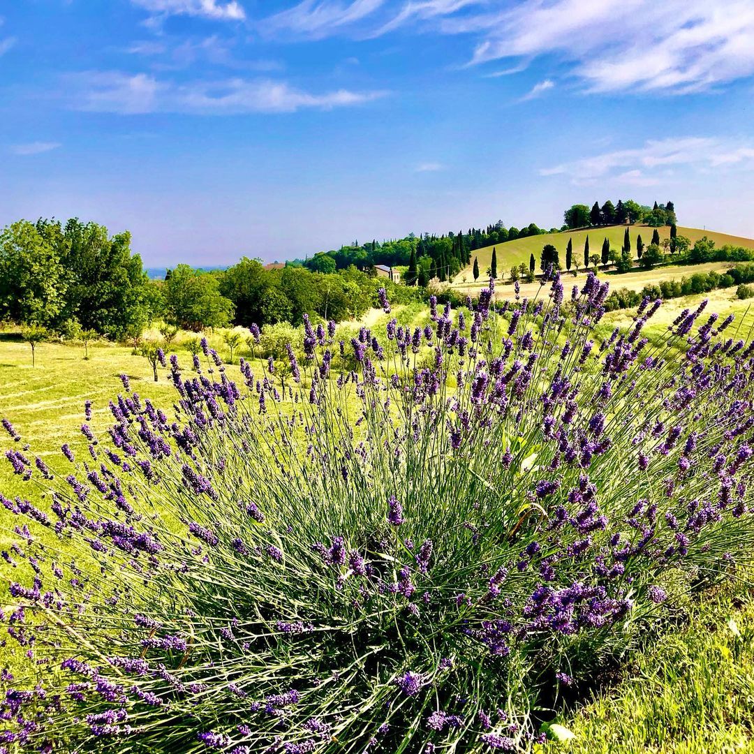 Bertinoro (FC), lavanda in fiore, ph. cangio73, CC_BY_NC_SA 3.0