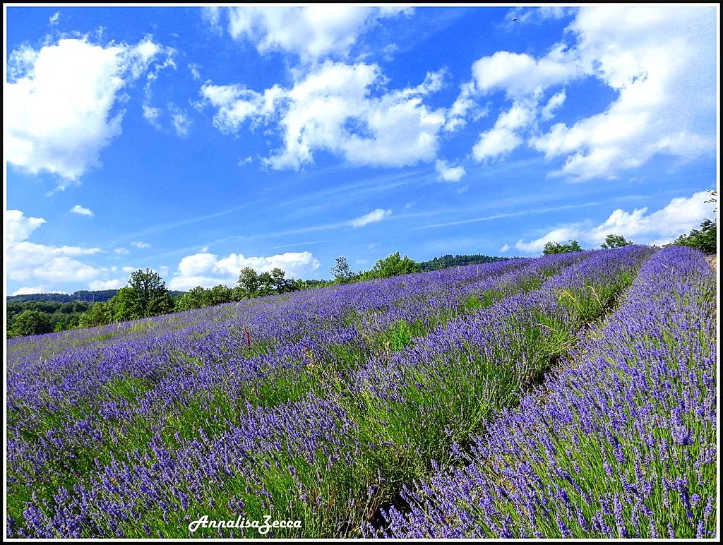 Borgo Val di Taro (PR), Lavanda nella Riserva naturale Ghirardi, ph. annalisa.zecca, CC_BY_NC_SA 3.0