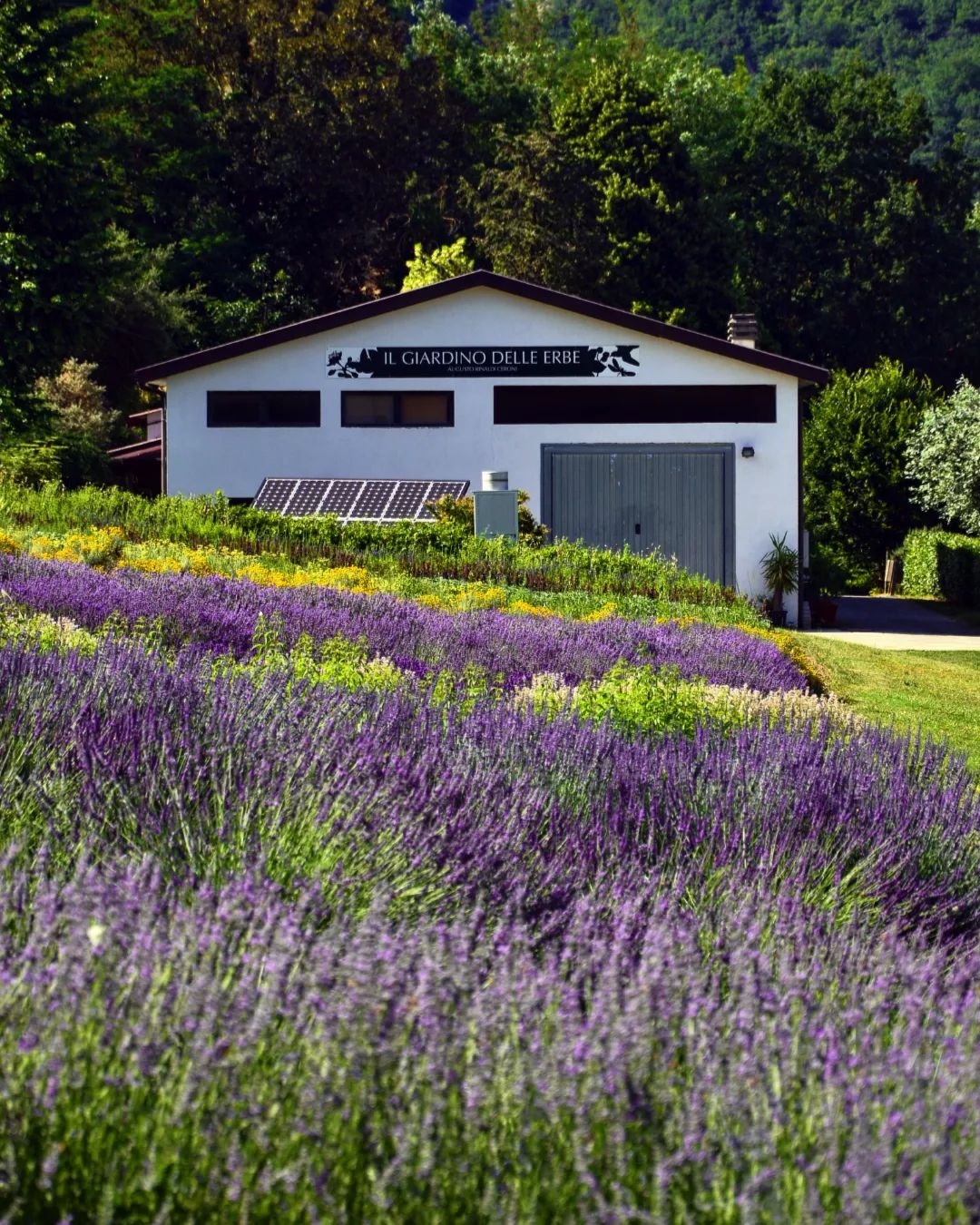 Casola Val Senio (RA), la lavanda del Giardino delle Erbe Augusto Rinaldi Ceroni, ph. kiligtravelblog, CC:BY_NC_SA 3.0