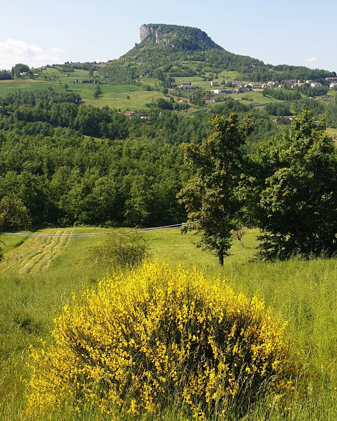Castelnovo ne' Monti (RE), Ginestra in fiore vista Pietra di BismaBY_NC_SA 3.0