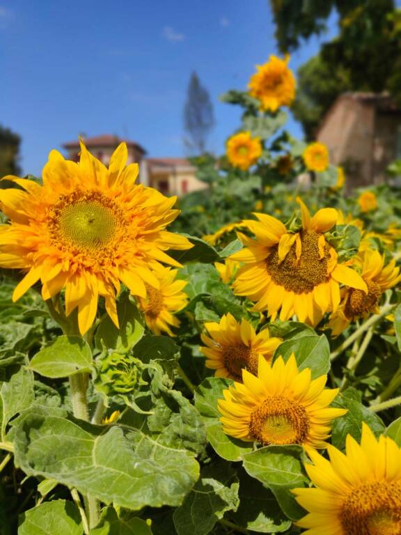 Cervia (RA), Girasoli ai Giadini di Myrna, ph. ravennanotizie, CC_BY_NC_SA 3.0
