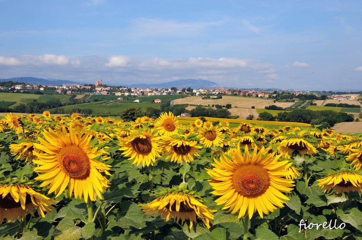 Coriano (RN), Campi di girasole, ph. Fiorello Del Bianco, CC_BY_NC_SA 3.0