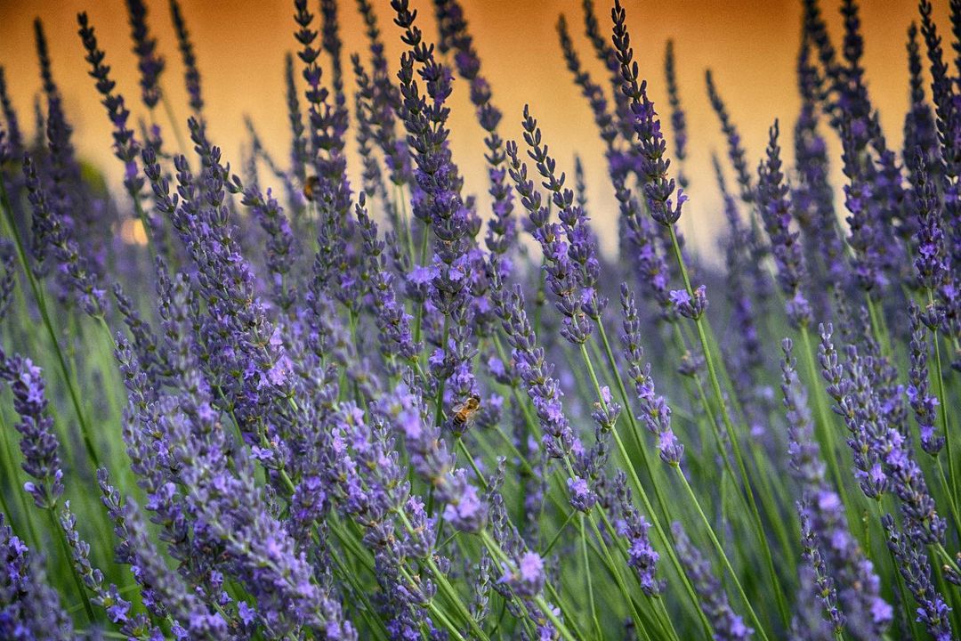 Fioriture di lavanda in Emilia-Romagna, la Provenza dietro casa