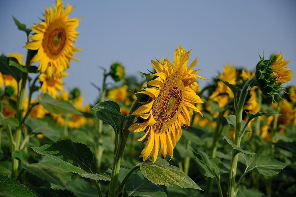 Forlì-Cesena, campi di girasole, ph. grace_will_ph, CC_BY_NC-SA 3.0