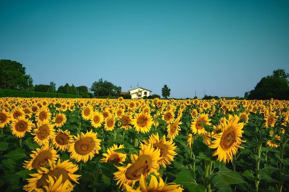 Tra i campi di girasoli in Emilia-Romagna