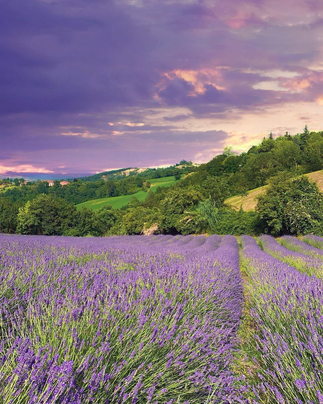 Monte San Pietro (BO) filari di lavanda a San Lorenzo in collina, ph. rita_0969, CC_BY_NC_SA 3.0