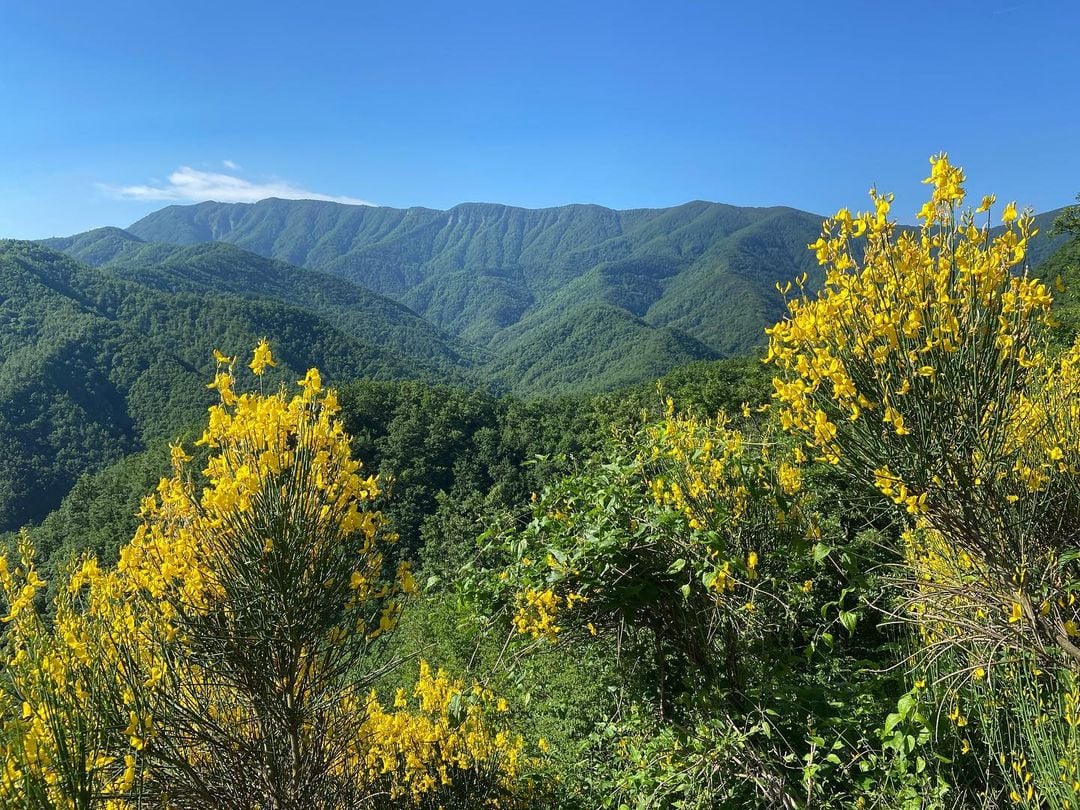 Fioriture di ginestra in Emilia-Romagna