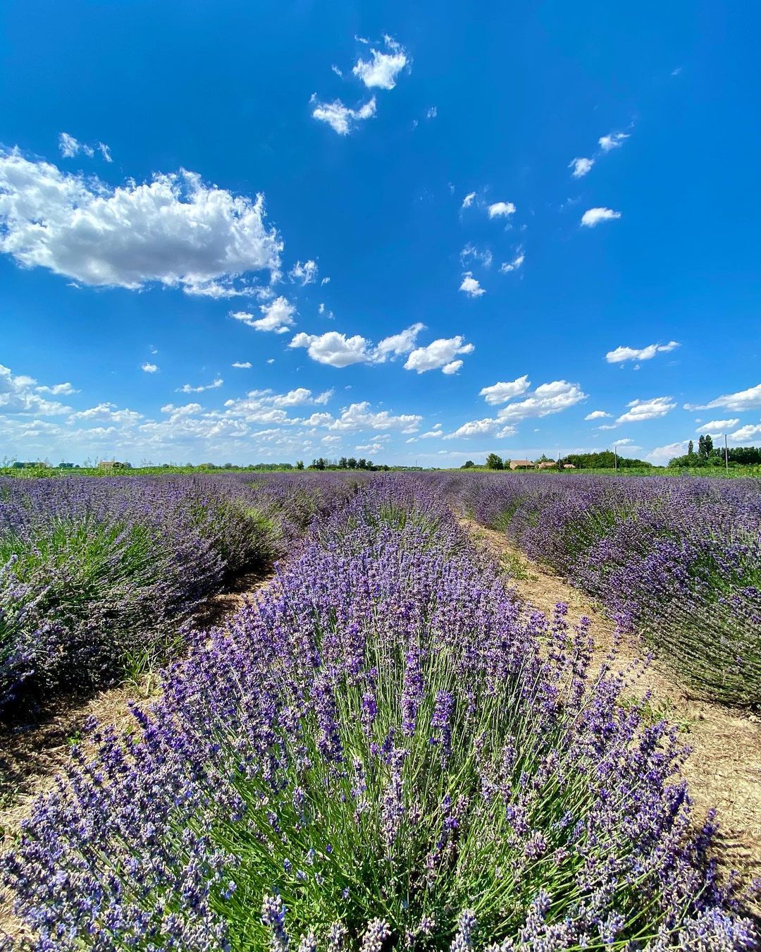 Portomaggiore (FE) campi di lavanda a Consandolo, ph. mirkferr, CC_BY_NC_SA 3.0