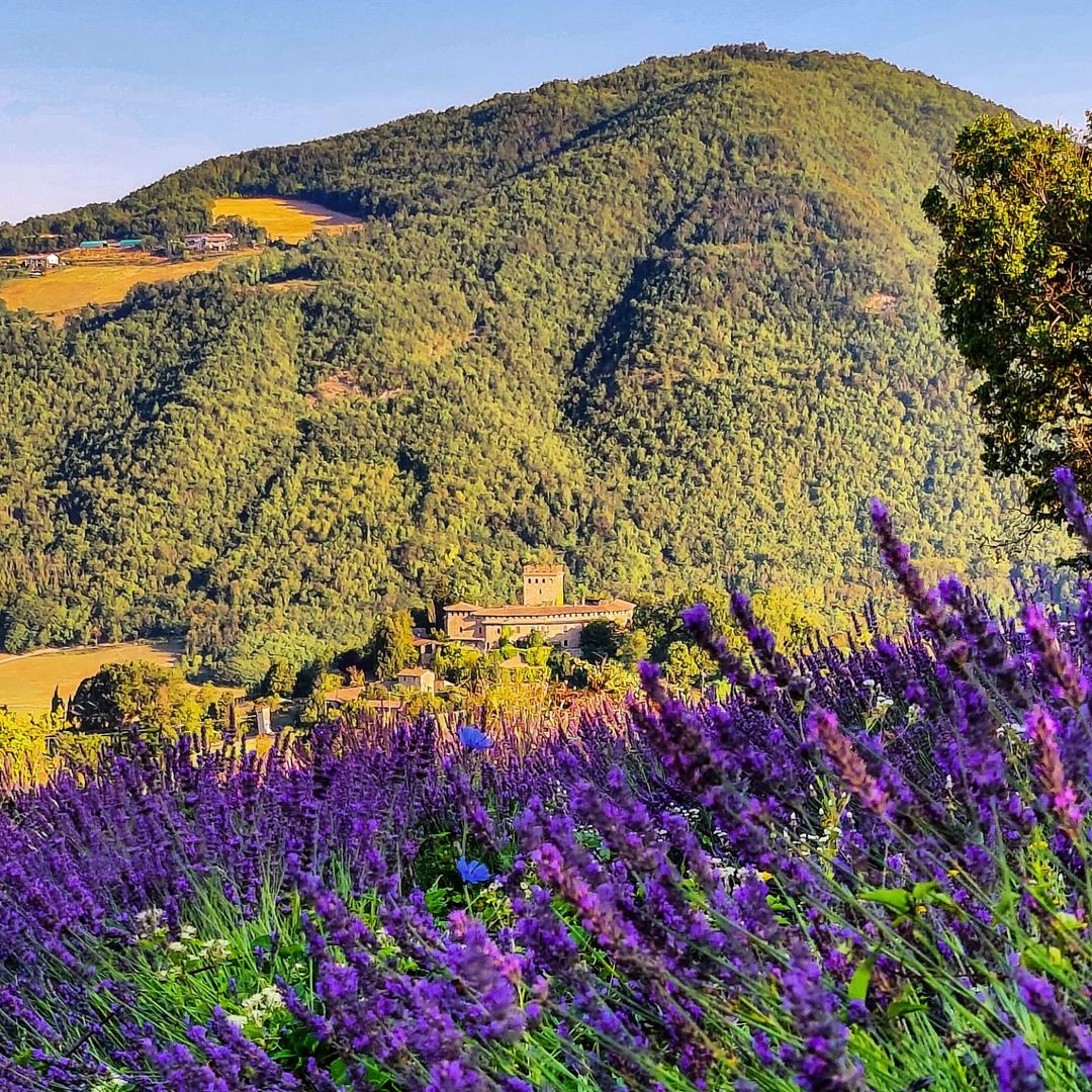 Rivergaro (PC), Campi di lavanda a Rallio di Montechiaro, ph. sentirsi_messner, CC_BY_NC_SA 3.0