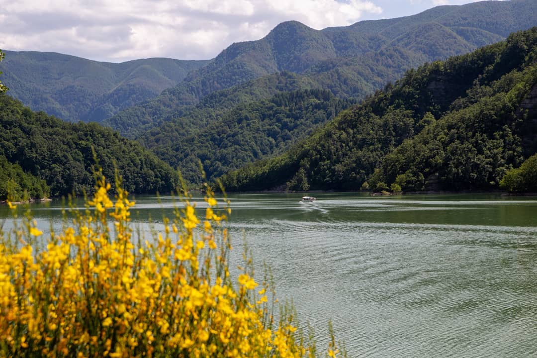 Santa Sofia (FC), Ginestre sul Lago di Ridracoli, ph.nicola.andrucci, CC_BY_NC_SA 3.0