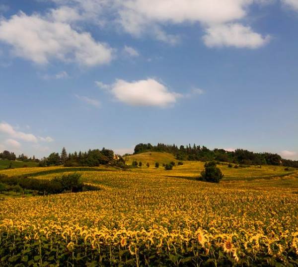 Valsamoggia (BO) campi di girasole, ph. luca nastri nacchio, CC_BY_NC-SA 3.0