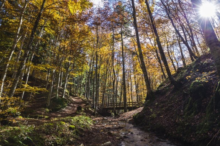 5 trekking per scoprire a piedi le Foreste Casentinesi