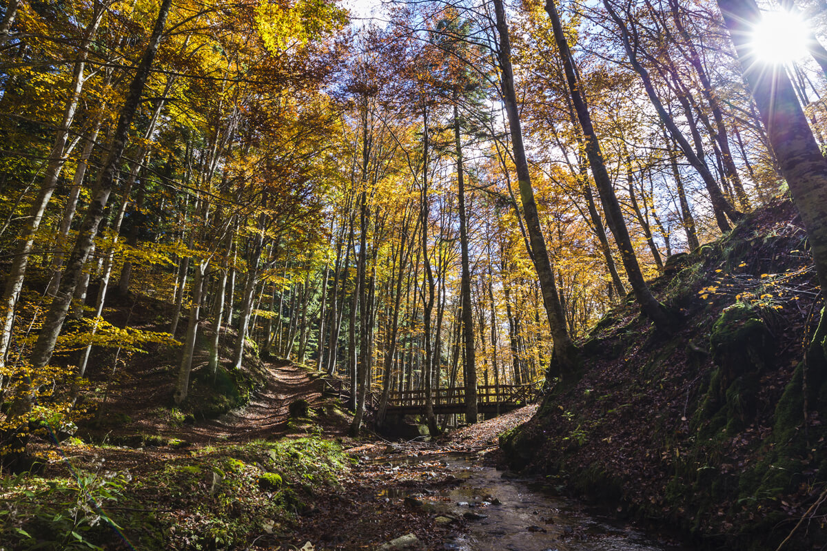 5 hikes to discover the Casentinesi Forests on foot