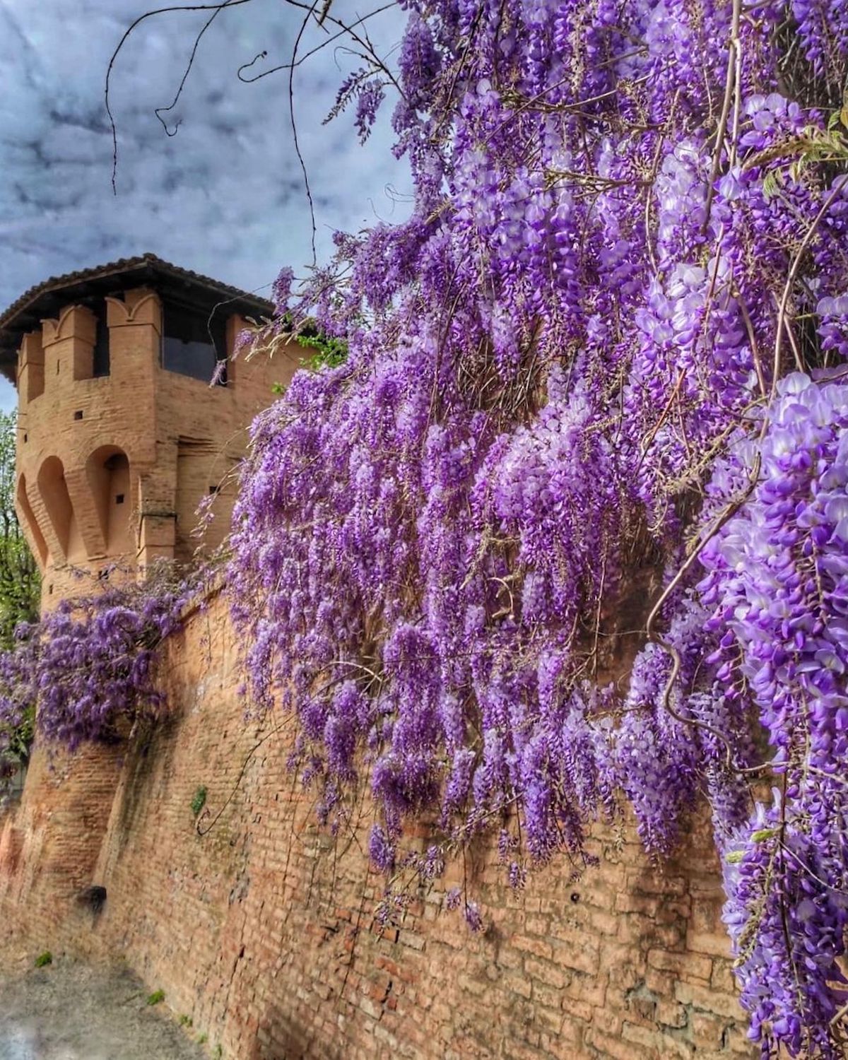 Trova il glicine in Emilia Romagna e scatta foto perfette per Instagram