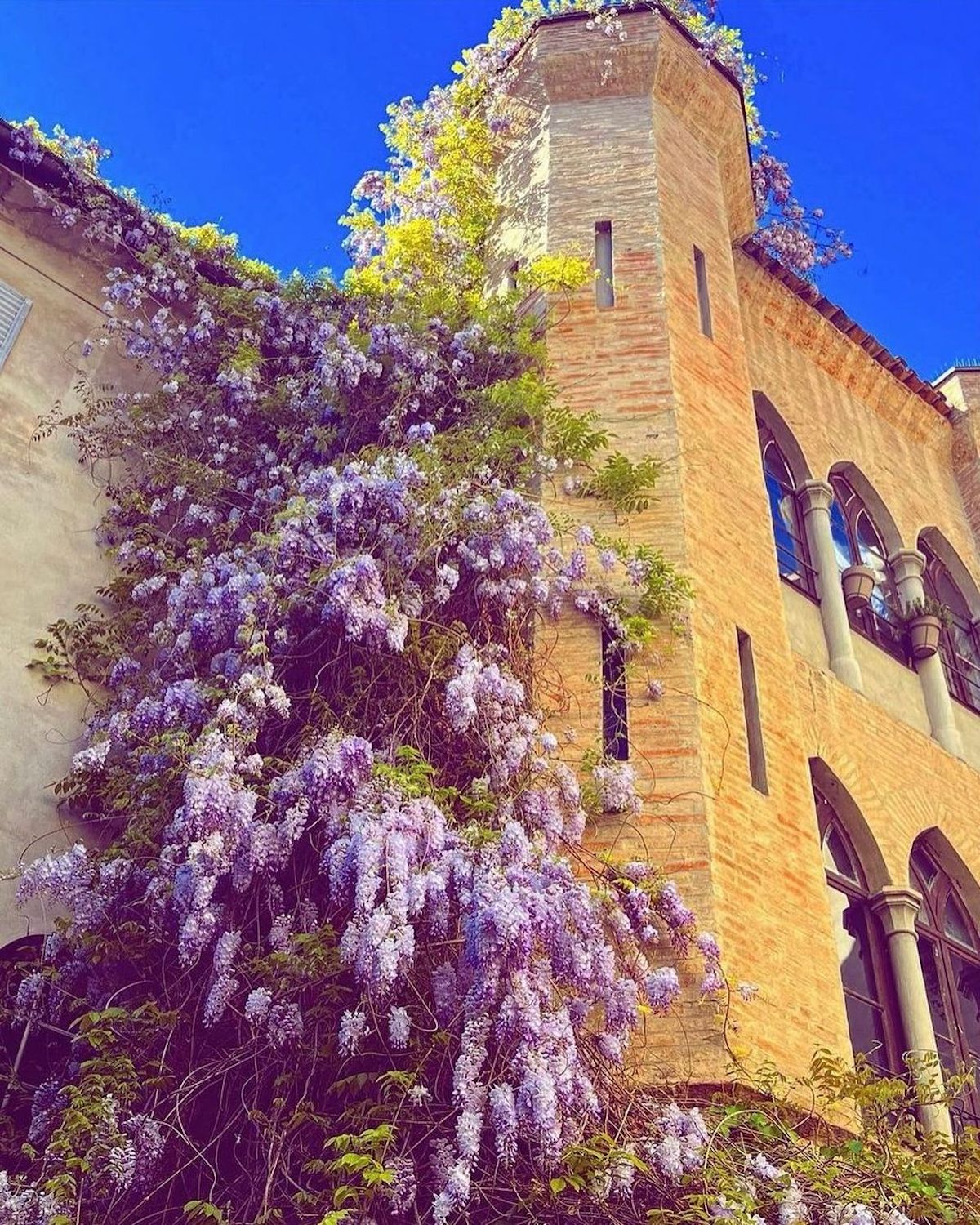 Reggio Emilia, Il glicine la torretta ottagonale di Palazzo Brami-Gorini, ph. erboristeria_monilistore, CC-BY-NC-SA 3.0
