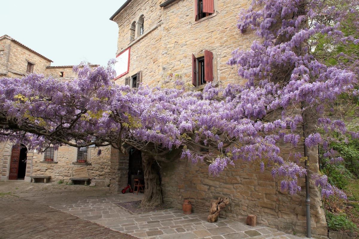Tredozio (FC), Glicine di Montalto in fiore, via FB Associazioni Patriarchi della Natura in Italia, CC-BY-NC-SA 3.0