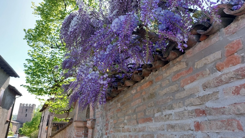 Valsamoggia (BO), Glicine in fiore a Monteveglio, ph. vidoiltiro.com, CC-BY-CNC-SA