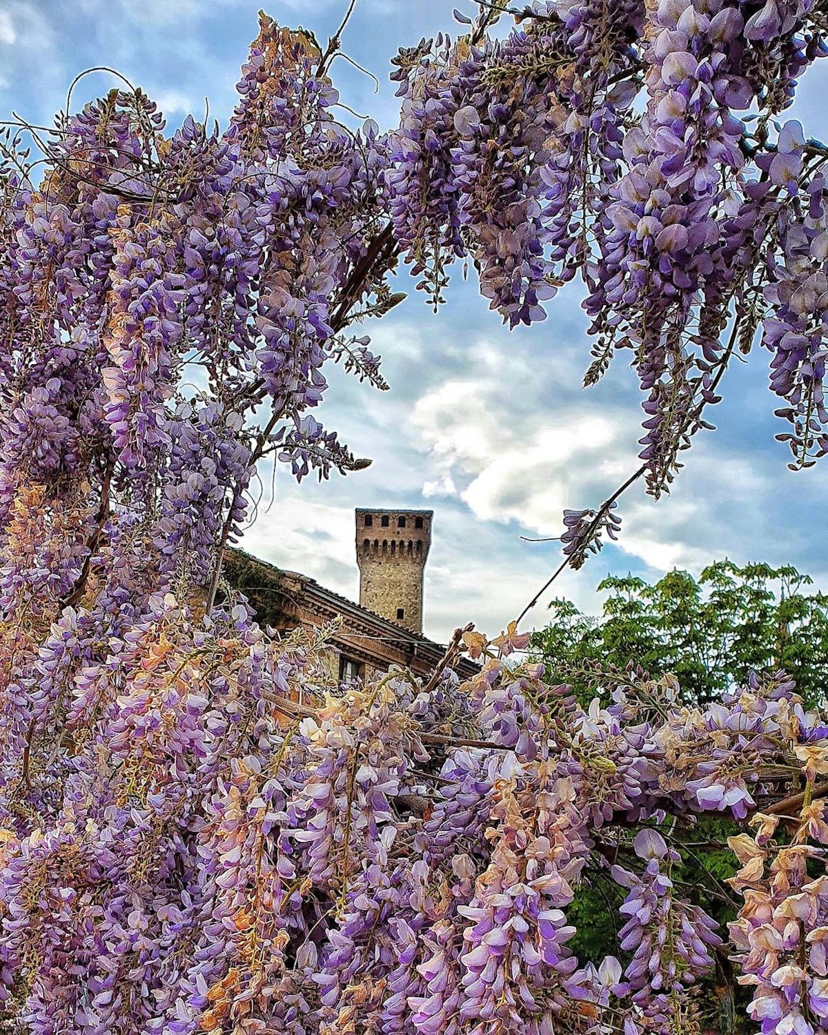 Vignola (MO), Glicine in fiore nei pressi della Rocca, ph. giardinodibeppe, CC-BY-NC-SA 3.0