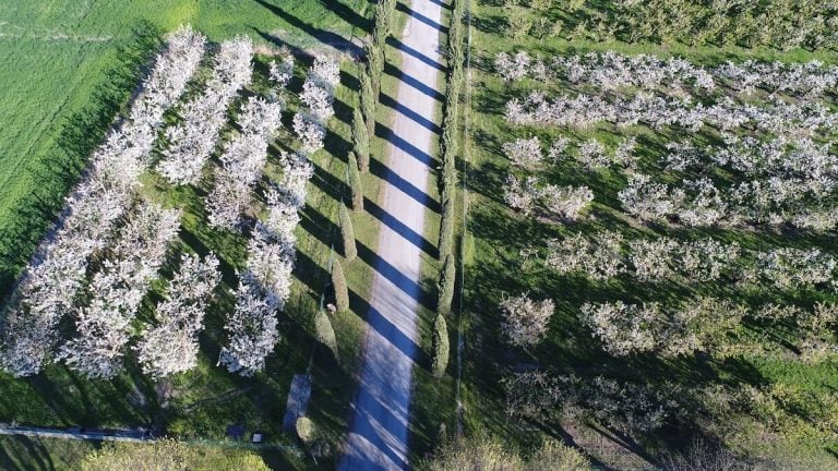 Le Feste dei Ciliegi e delle Ciliegie in Emilia-Romagna