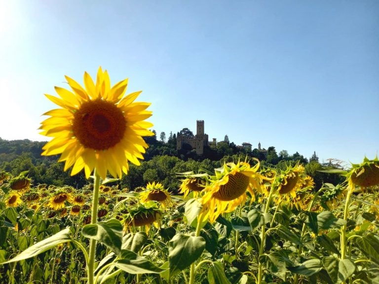 Tra i campi di girasoli in Emilia-Romagna