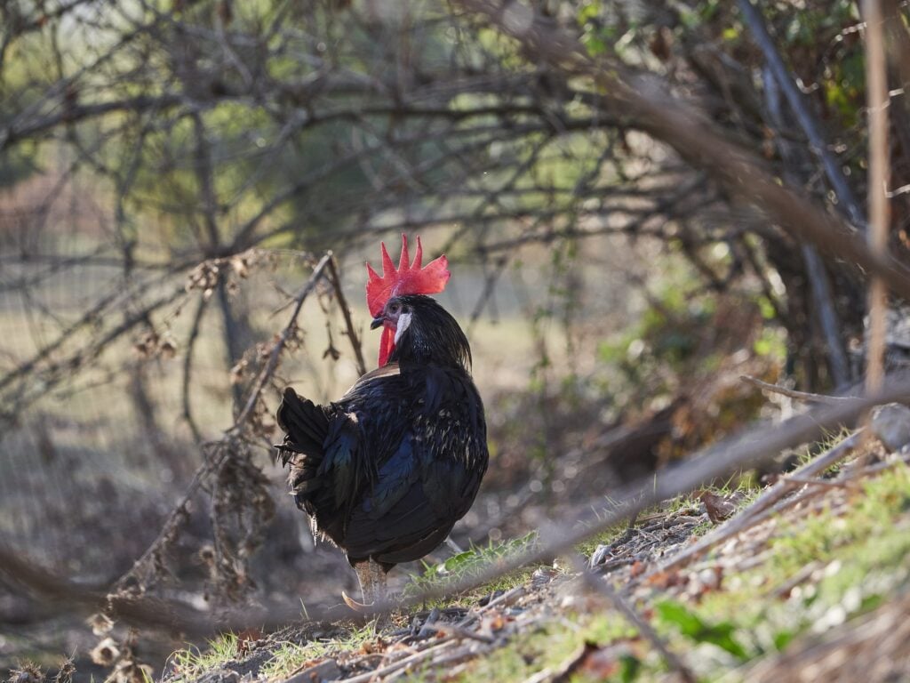 Pollo Romagnolo Presidio Slow Food