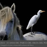 Airone guardabuoi by Massimo Vertuani 1988-2023 35 anni del Parco del Delta del Po-riproduzione vietata
