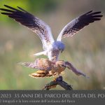 Albanella minore by Luciano Piazza 1988-2023 35 anni del Parco del Delta del Po-riproduzione vietata