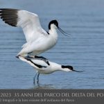 Avocette by Loris Costa 1988-2023 35 anni del Parco del Delta del Po-riproduzione vietata