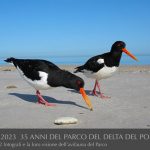 Beccaccia di mare by Fabio Barucci 1988-2023 35 anni del Parco del Delta del Po-riproduzione vietata