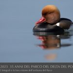 Fistione by turco Alex Pallara 1988-2023 35 anni del Parco del Delta del Po-riproduzione vietata