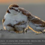 Fratino by Milko Marchetti 1988-2023 35 anni del Parco del Delta del Po-riproduzione vietata