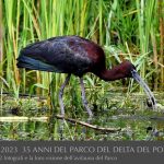 Mignattaio by Silvano Foschini 1988-2023 35 anni del Parco del Delta del Po-riproduzione vietata