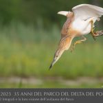 Sgarza ciuffetto by Sergio Stignani 1988-2023 35 anni del Parco del Delta del Po-riproduzione vietata