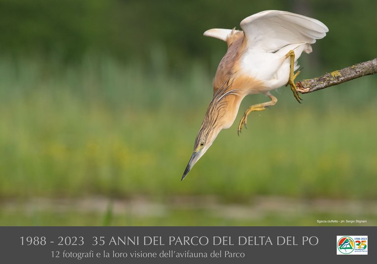 Sgarza ciuffetto by Sergio Stignani 1988-2023 35 anni del Parco del Delta del Po-riproduzione vietata